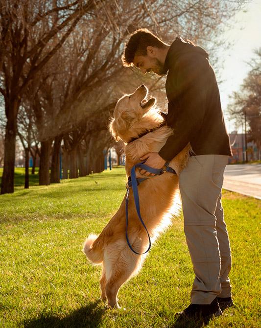 Un Chihuahua a pelo lungo disteso, con occhi grandi e lingua fuori.