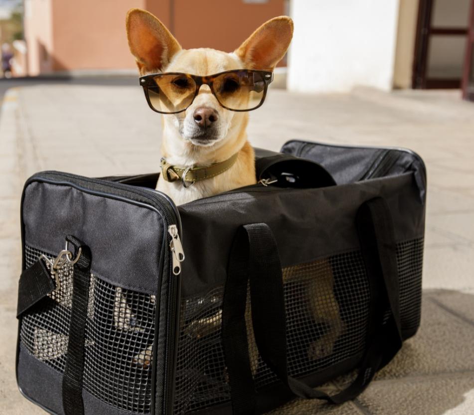 Dog with sunglasses in a black bag on the street.